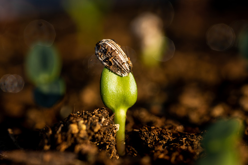 A close-up macro image of a Sunflower seedling beginning its life in the garden lit by early morning sunlight.