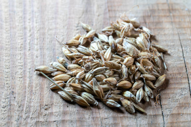 chinese medicine Raw malt
