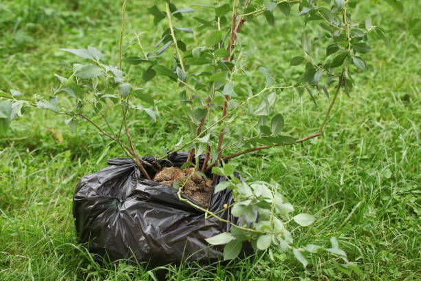istock garden blueberry seedlings for transplanting in an earthen container. five years old 1404306130