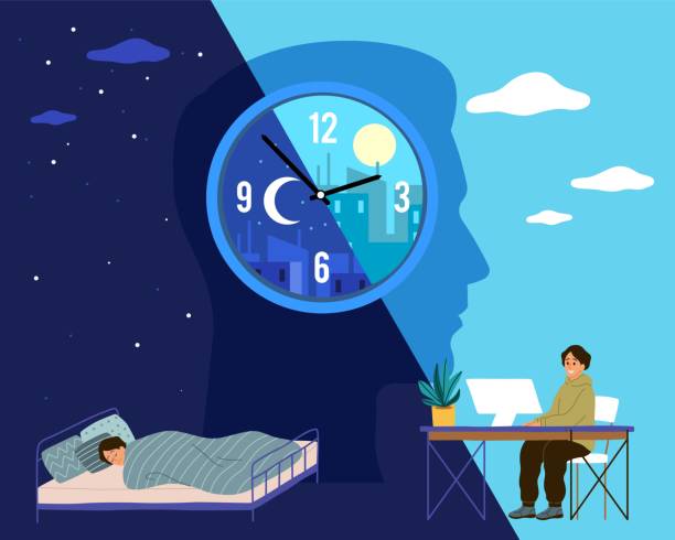 ilustrações de stock, clip art, desenhos animados e ícones de human biological clock. time for sleep and work, man in bed at night and working at computer during day, healthy lifestyle. harmonious circadian rhythm, vector cartoon flat concept - asleep on the job
