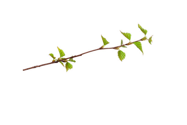 istock tree branch with young green leaves isolated on white background 1404307573