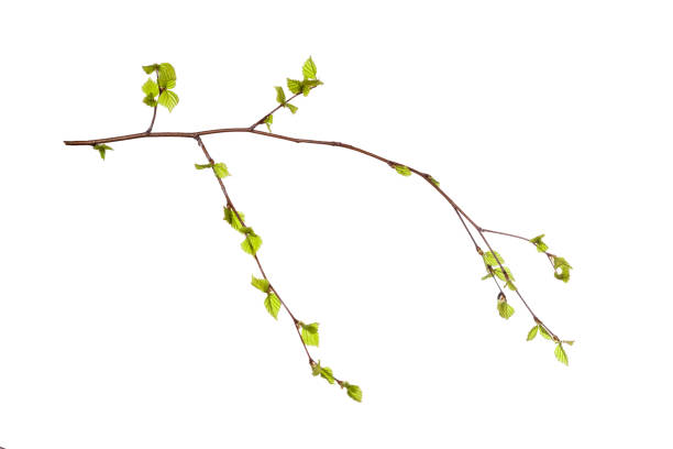 istock tree branch with young green leaves isolated on white background 1404307575