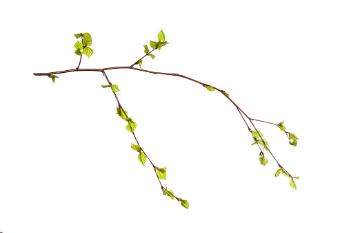 tree branch with young green leaves isolated on white background. High quality photo