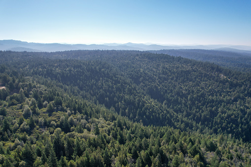 Aerial drone view of Northern California coast with forest on a sunny day.
