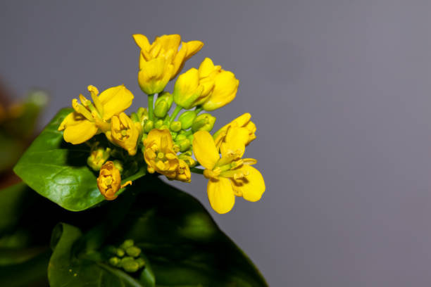 Rapeseed flowers on black background
