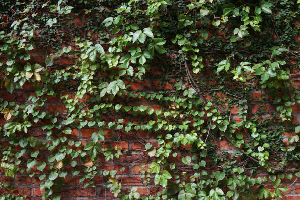 istock Green leaves against the brick wall background 1404311340