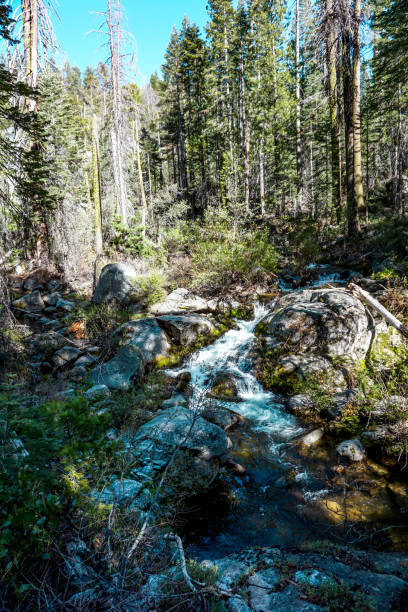 istock Northern California Forrest 1404313064
