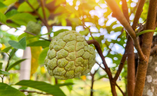 istock custard apple , sugar apple fruit on the tree in the summer - sweetsop 1404313184
