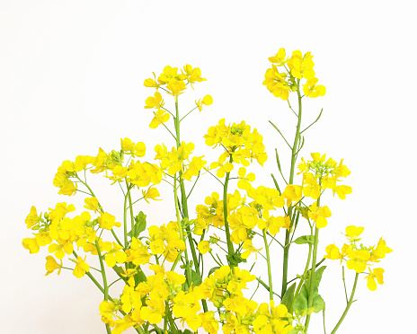 Rape blossoms on white background.
Canola flowers.
This is edible flower.