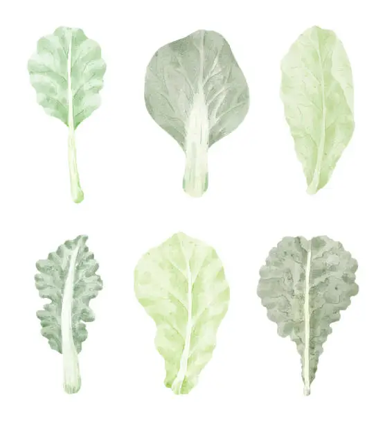 Vector illustration of Kale leaf vegetable Cartoon vector illustration isolated in watercolor style.