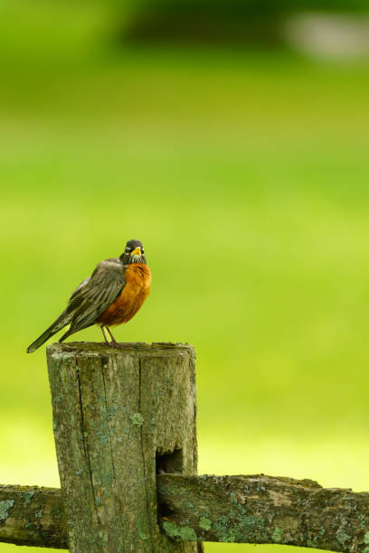 istock American Robin on Fence Post Looks Towards Camera 1404315001
