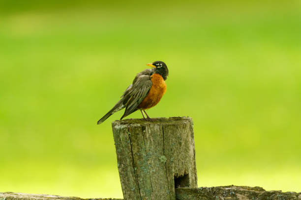 istock American Robin on Fence Post Looks Backwards 1404315018