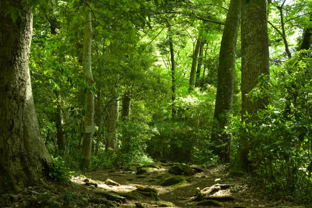 Mt.Takao-Trees with new green leaves, Tokyo, Japan (May-2022) Mt.Takao-Trees with new green leaves, Tokyo, Japan (May-2022) forest bathing photos stock pictures, royalty-free photos & images
