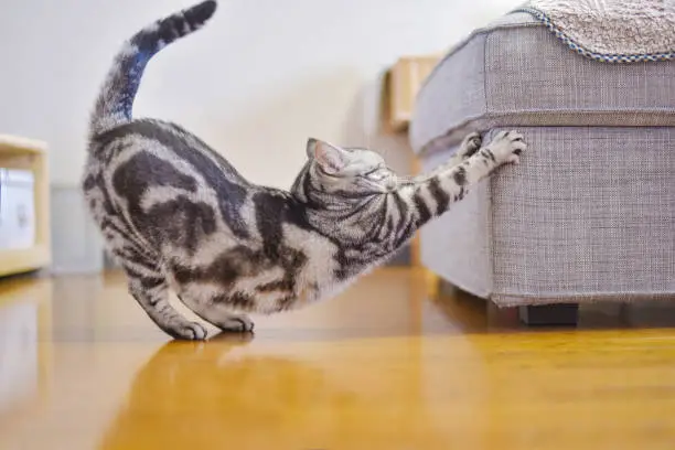 A cat sharpening its claws with an ottoman