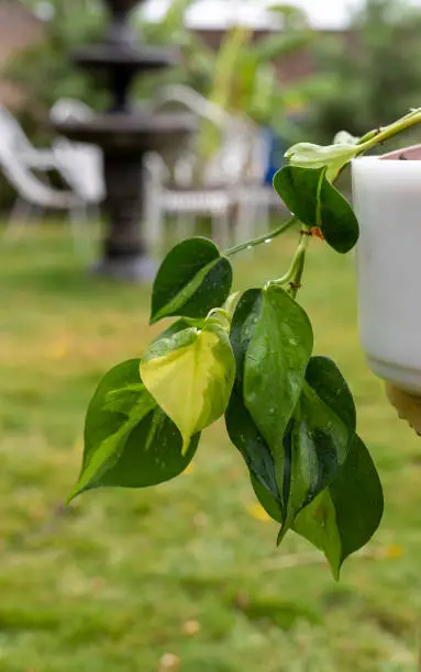 Photo of Philodendron hederaceum plant in white pot trailing down