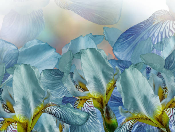istock Flower turquoise irises. Floral  spring  background. Close-up. Nature. 1404321904
