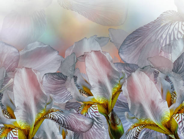 istock Flower  irises. Floral  spring  background. Close-up. Nature. 1404321926