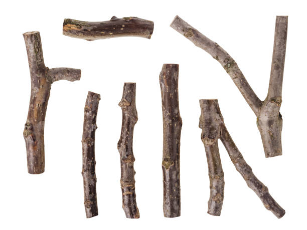 istock Set of macro dried tree branches isolated on white 1404323000