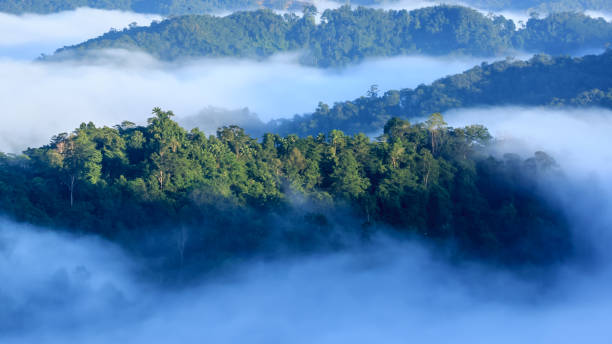 panorama des borneo-dschungels mit morgennebel - tropischer regenwald stock-fotos und bilder