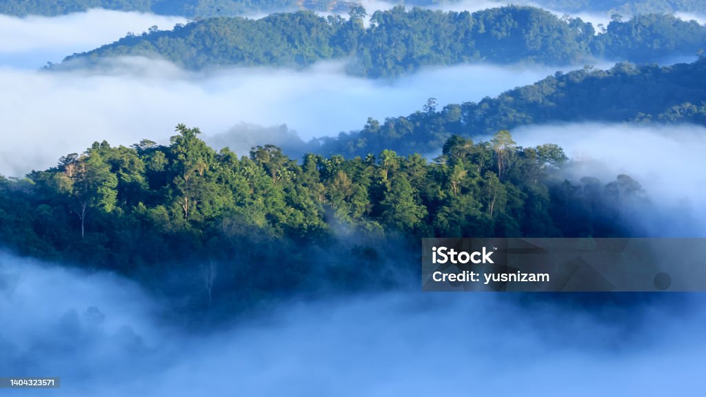 panorama of Borneo jungle with morning fog Rainforest Stock Photo
