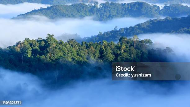 Panorama Of Borneo Jungle With Morning Fog Stock Photo - Download Image Now - Rainforest, Aerial View, Island of Borneo
