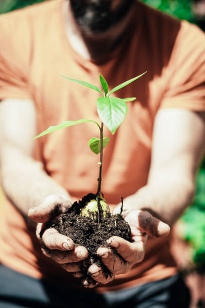 istock Faceless farmer planting green sprouts with hands. Selective focus. Copy space. 1404324007