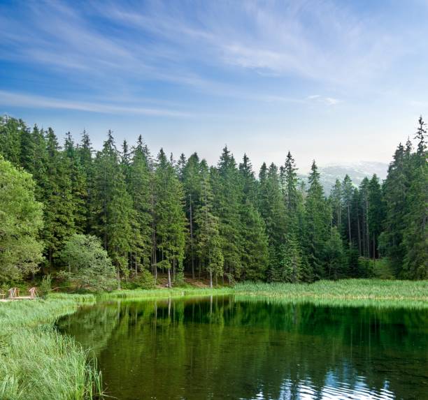 istock lake in a summer forest 1404325000
