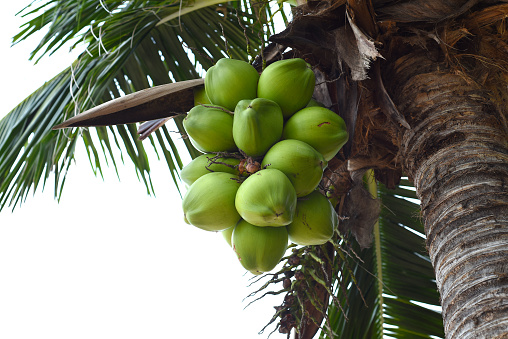 Coconut palm trees are a traditional crop in Sri Lanka and it is very few farms that don't have one or several of the palm trees on its premises. This picture is taken in the area called Dambulla in the Central Province