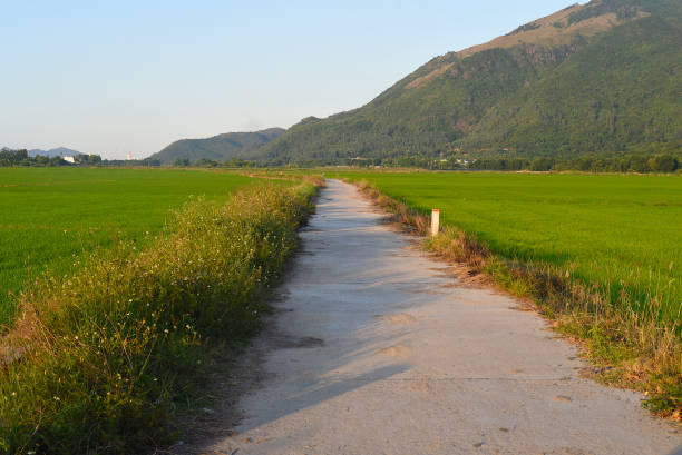 istock Concrete road among rice fields in Vietnam 1404326009