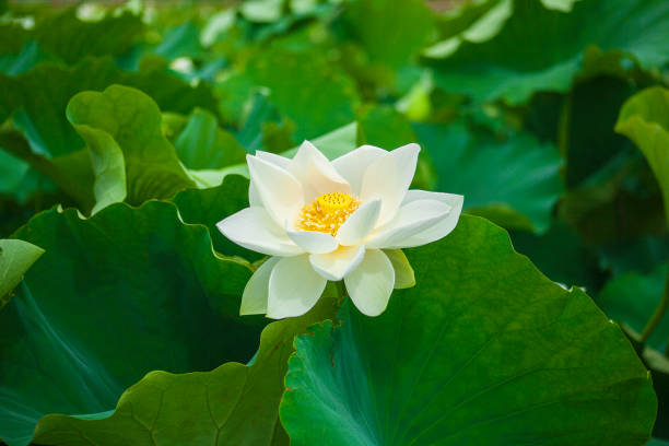 white lotus in the pond stock photo