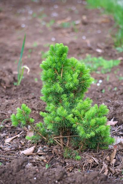 istock Alone sprout of a small pine grows on soil 1404332374