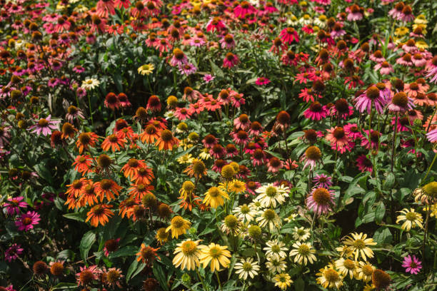 istock Cone chrysanthemum sea in the sun 1404332730