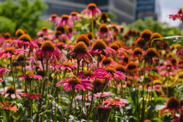 istock Cone chrysanthemum sea in the sun 1404333376