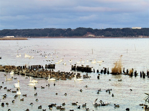 Swan lake Kitaura at Ibaraki prefecture.
