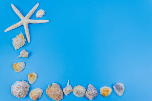 istock Seashells and starfish on pastel blue background. Top view, copy space. Summer vacations concept 1404333517