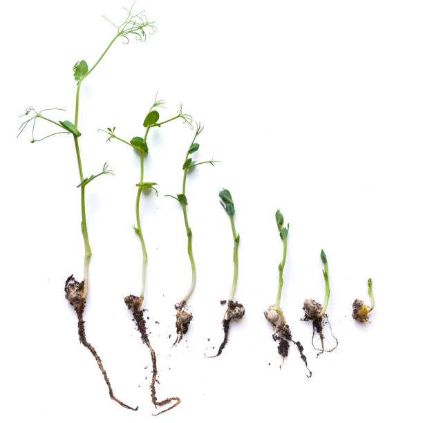 istock micro greens pea shoots in different grown stages lined up in a row against a white background 1404333580