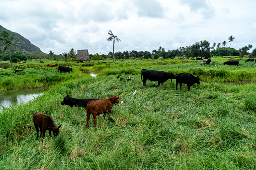 Cows roaming around the Kualoa Ranch in Honolulu County, Hawaii