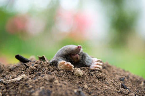istock Mole crawling out of the tunnel - making damage to the lawn 1404333631