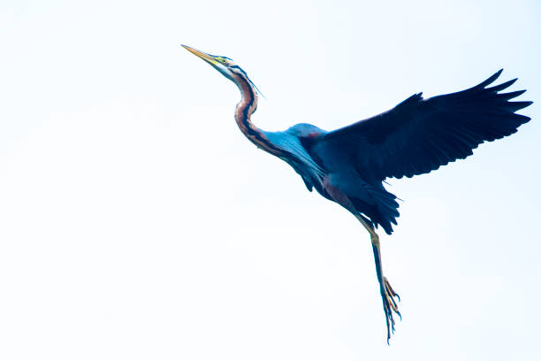 Purple Heron Flying Near Lake Indian Water Bird
