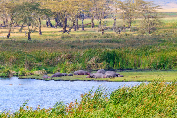 groupe d’hippopotames (hippopotamus amphibius) couchés sur les rives d’un lac dans le parc national du cratère du ngorongoro, tanzanie - lake volcano volcanic crater riverbank photos et images de collection