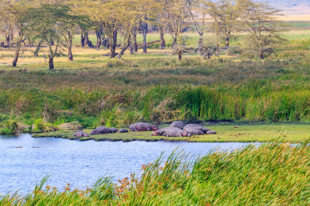 タンザニアのンゴロンゴロ・クレーター国立公園の湖畔に敷設カバ(カバ両生類) - lake volcano volcanic crater riverbank ストックフォトと画像