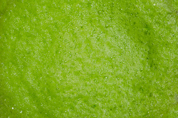 whipped fruit foam. top view - cocktail avocado imagens e fotografias de stock