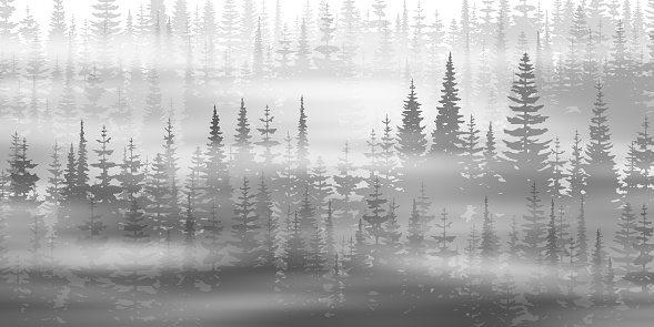 Coniferous forest in the morning fog, black and white landscape