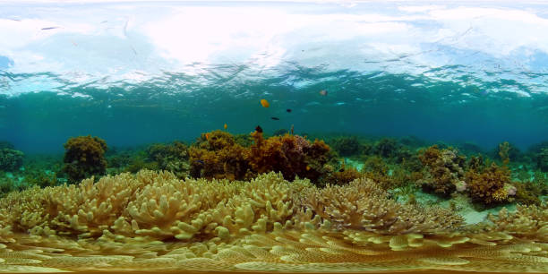 istock Coral reef and tropical fish underwater. Philippines. 360-Degree view. 1404338111