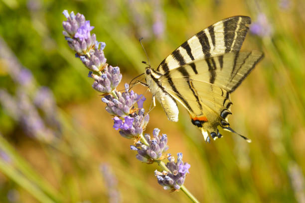 istock Butterfly and lavander bush 1404340877