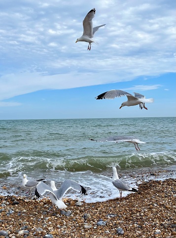 Seagulls