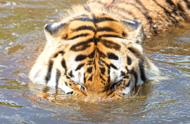 istock Amour tiger in the water, cooling down or playing 1404344112