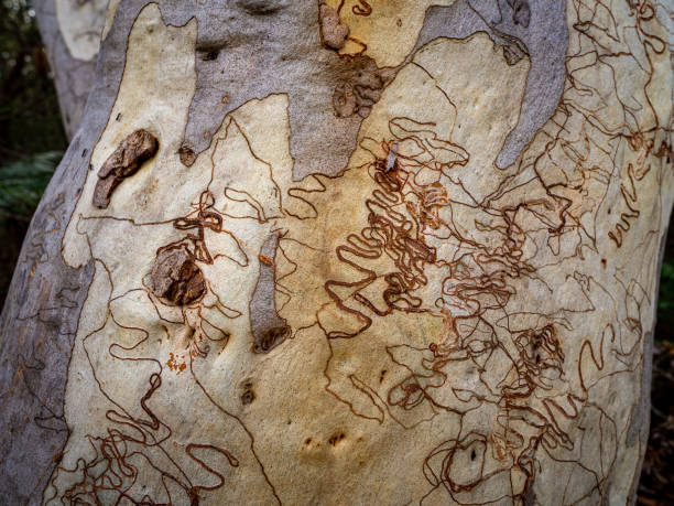 Scribbly Gum Scribbly gums are spectacular Australian eucalypts – their name comes from the weird 'scribbles' in the smooth bark of the tree. These zigzag tracks are tunnels made by the larvae of the Scribbly Gum Moth and tell a story of the insect's life cycle. scribbly gum stock pictures, royalty-free photos & images