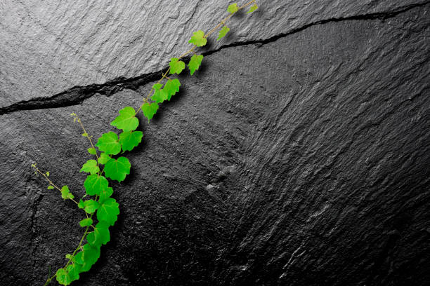 Ivy growing up on a black slate with copy space.