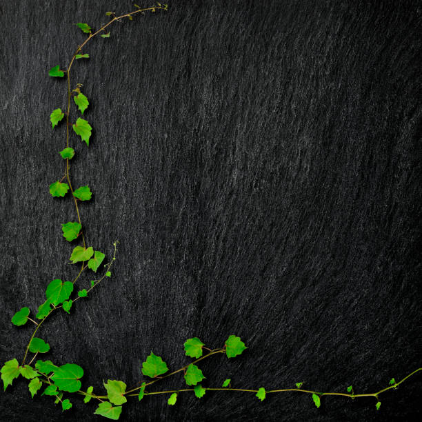 Ivy growing up on a black slate with copy space.